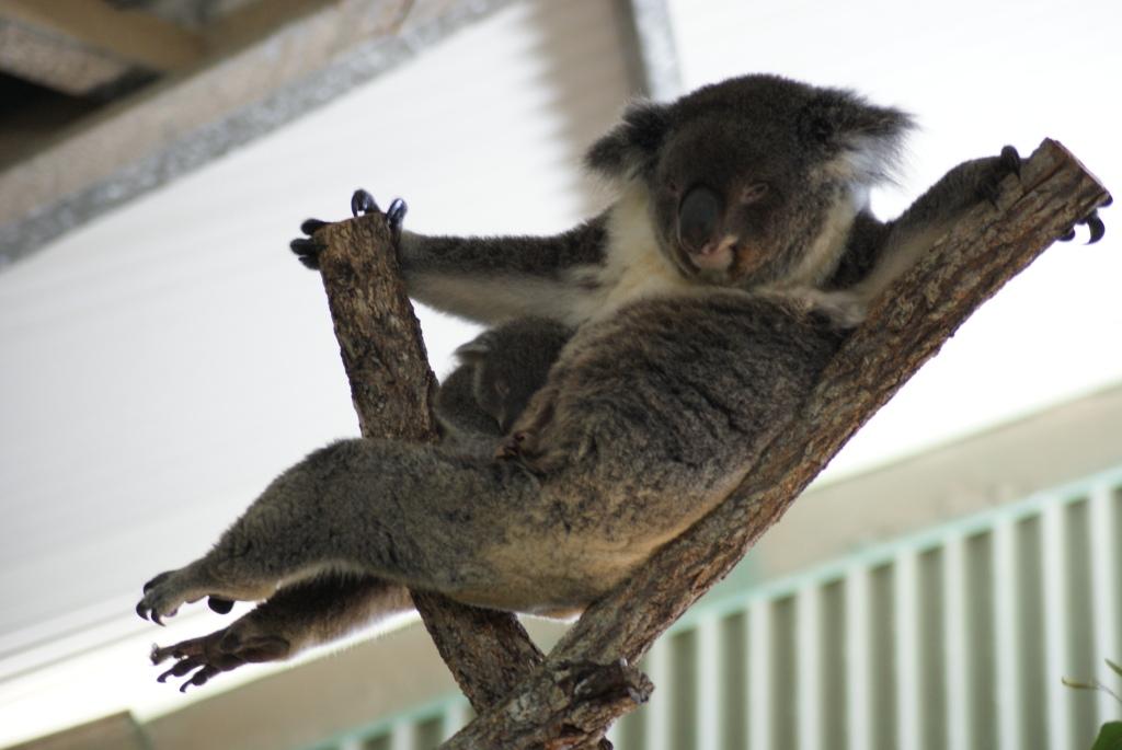 Billabong Koala And Wildlife Park